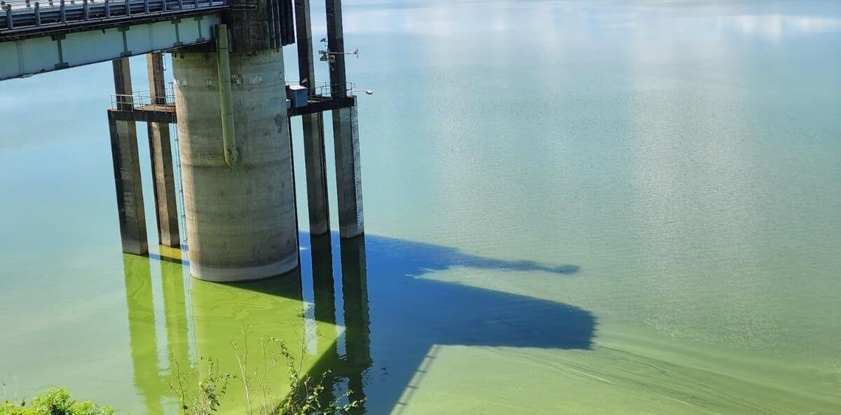 Image 108 - Coloración del agua en presa de Hatillo es causada por floración de algas